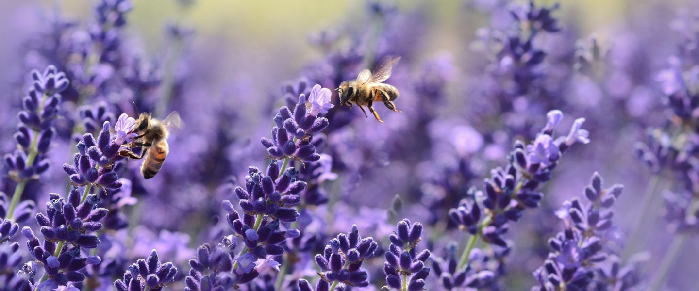 Bees and lavendar