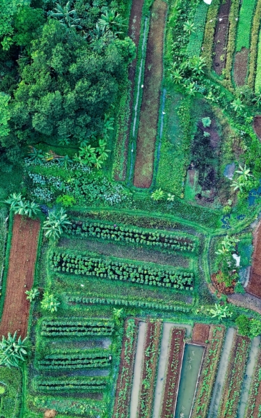 Aerial view of farmland for register now page