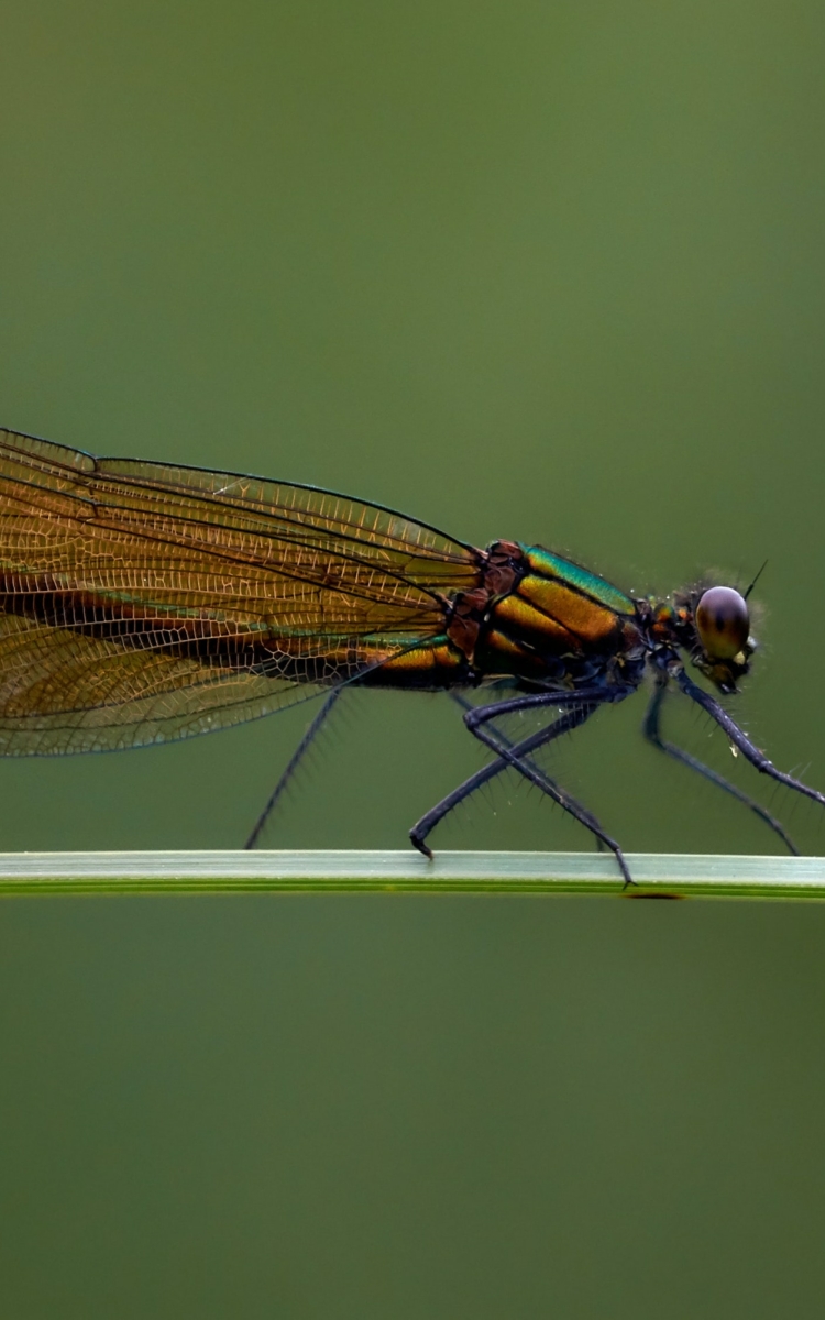 Biodiversity Science Based Targets Network