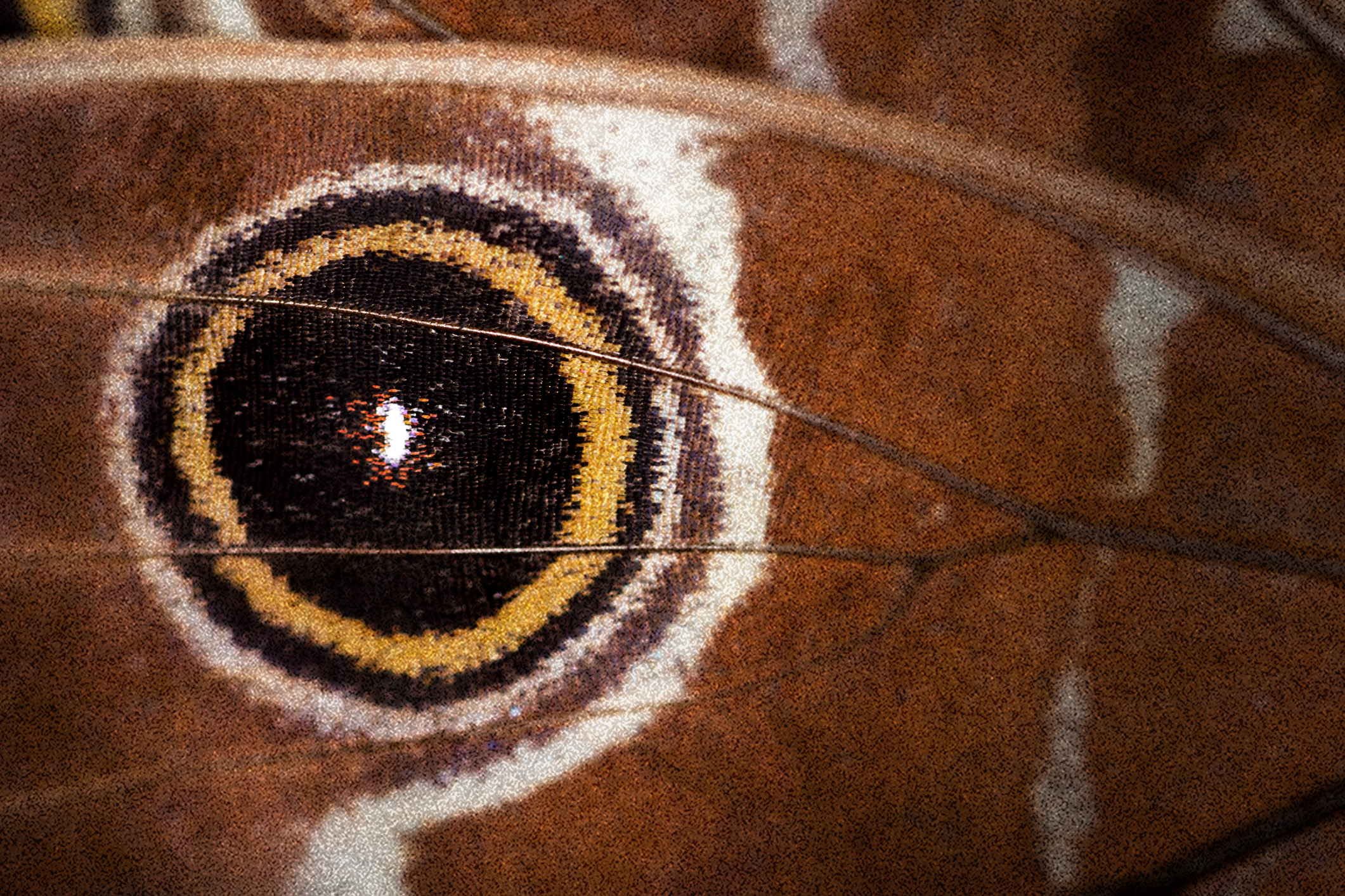 The first sciencebased targets for nature Science Based Targets Network