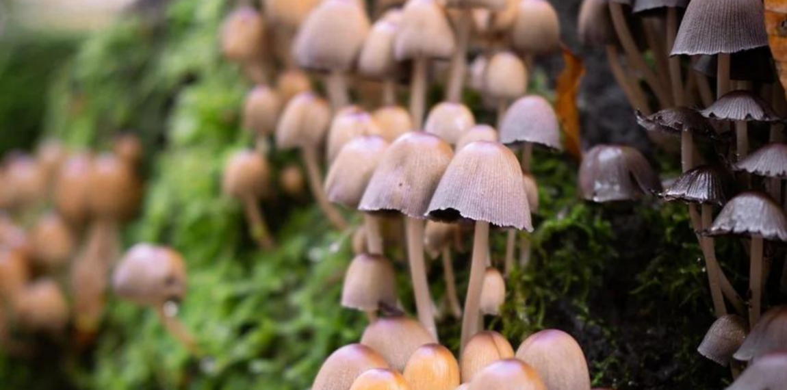 Nature Positive and SBTs for nature – Science Based Targets Network