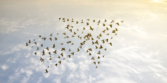 Leading the way: Insights from SBTN’s corporate target validation pilot