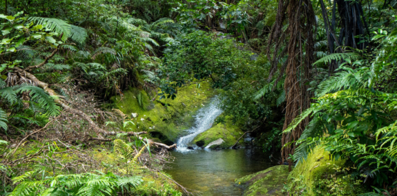 Australia & Aotearoa / New Zealand